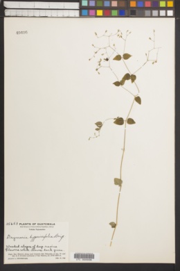 Drymaria hypericifolia image