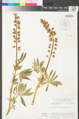 Lupinus burkei subsp. burkei image