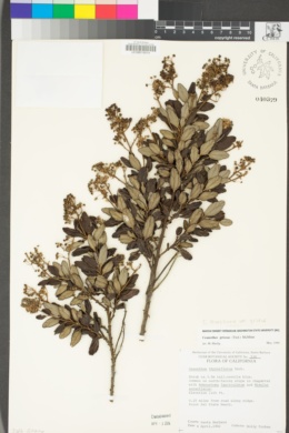 Ceanothus thyrsiflorus var. griseus image