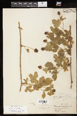 Image of Rubus baileyanus