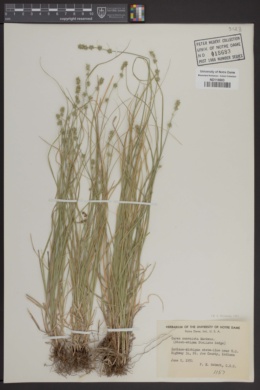 Image of Carex convoluta