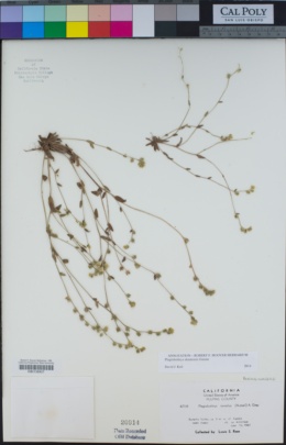 Plagiobothrys shastensis image