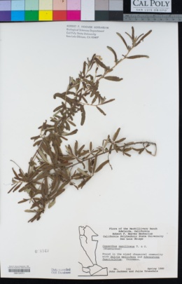 Ceanothus papillosus image
