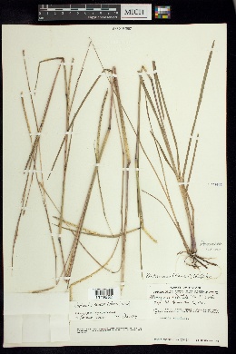 Image of Coelorachis ramosa