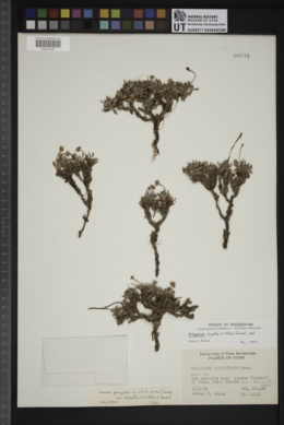 Eriogonum panguicense var. alpestre image