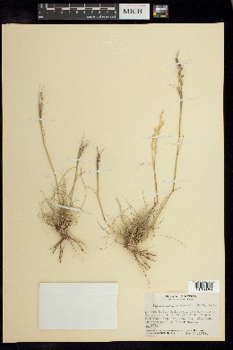 Image of Piptochaetium bicolor