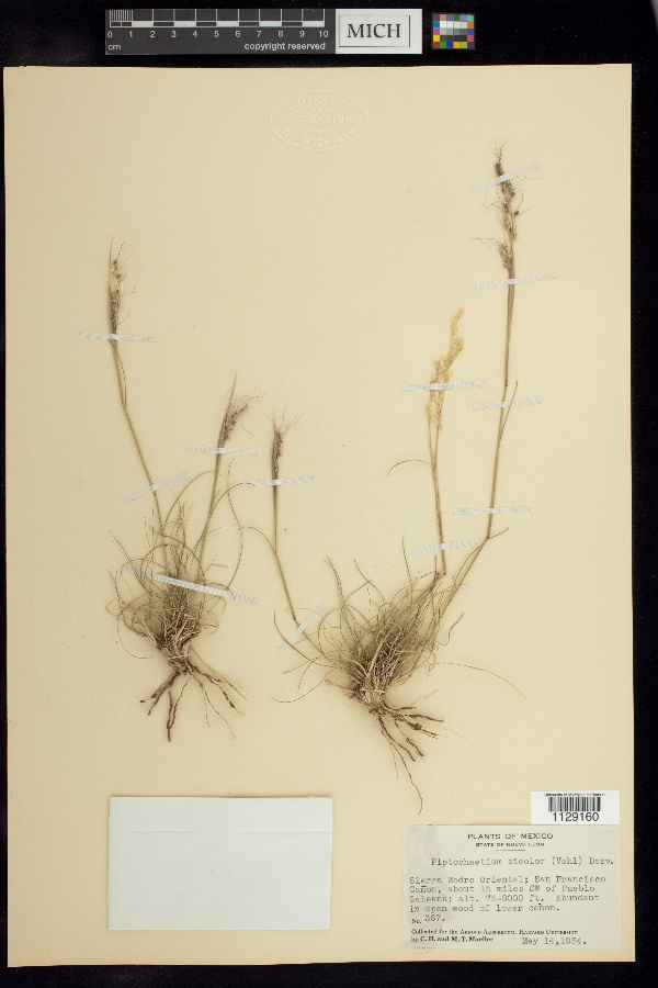 Piptochaetium bicolor image