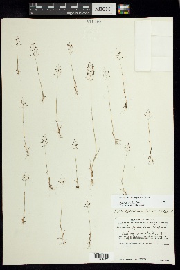 Sporobolus macrospermus image