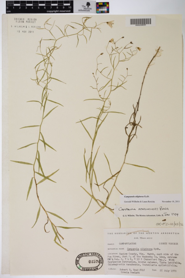 Campanula aparinoides var. grandiflora image