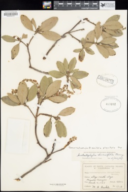 Comarostaphylis diversifolia var. planifolia image