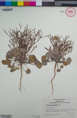 Image of Eriogonum nidularium
