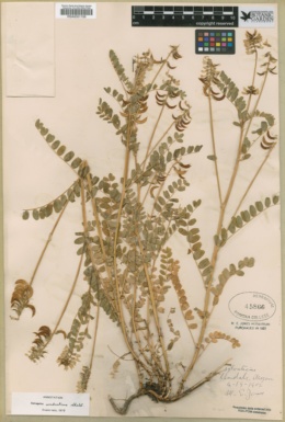 Astragalus umbraticus image