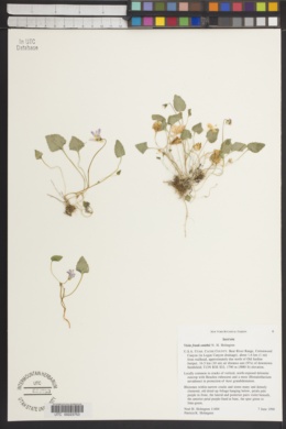 Viola frank-smithii image