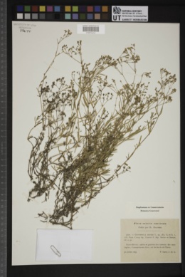 Gypsophila repens image