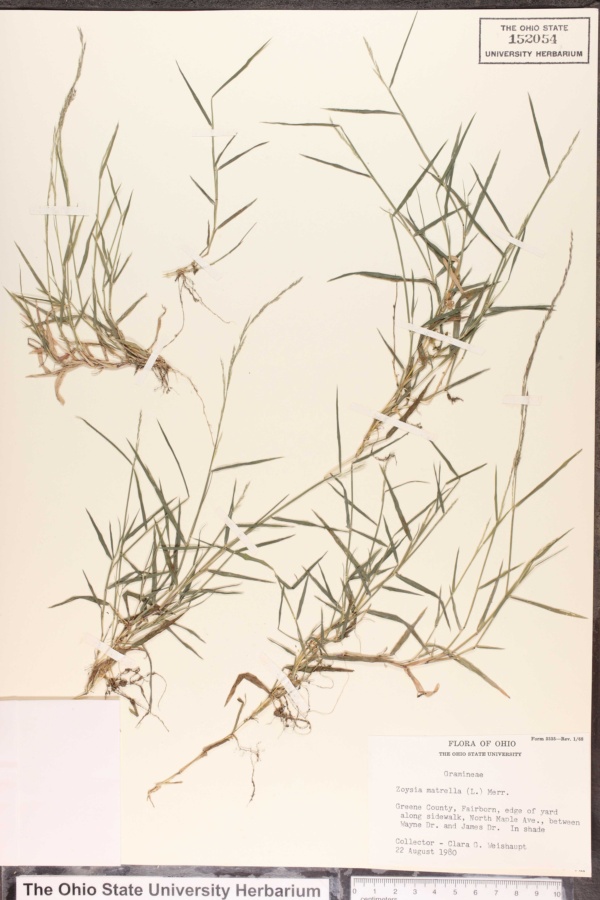 Agrostis matrella image