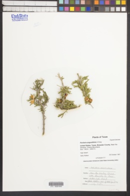 Image of Porlieria angustifolia