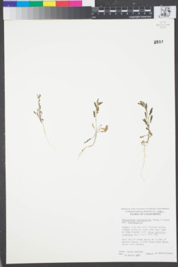 Caulanthus lasiophyllus var. lasiophyllus image