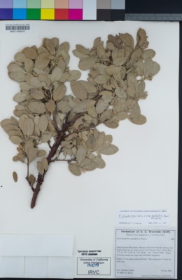 Arctostaphylos glandulosa image
