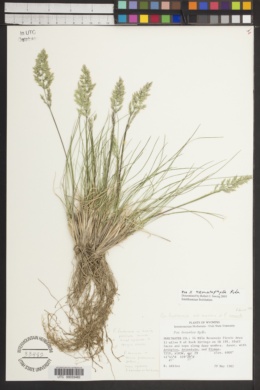 Poa x nematophylla image