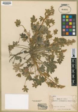 Lupinus huachucanus image