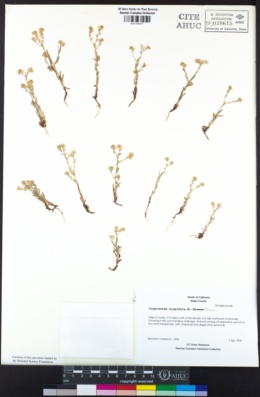 Cryptantha hispidula image
