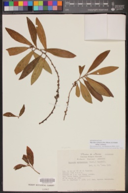 Myrsine coriacea subsp. coriacea image