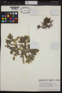 Corallina vancouveriensis image
