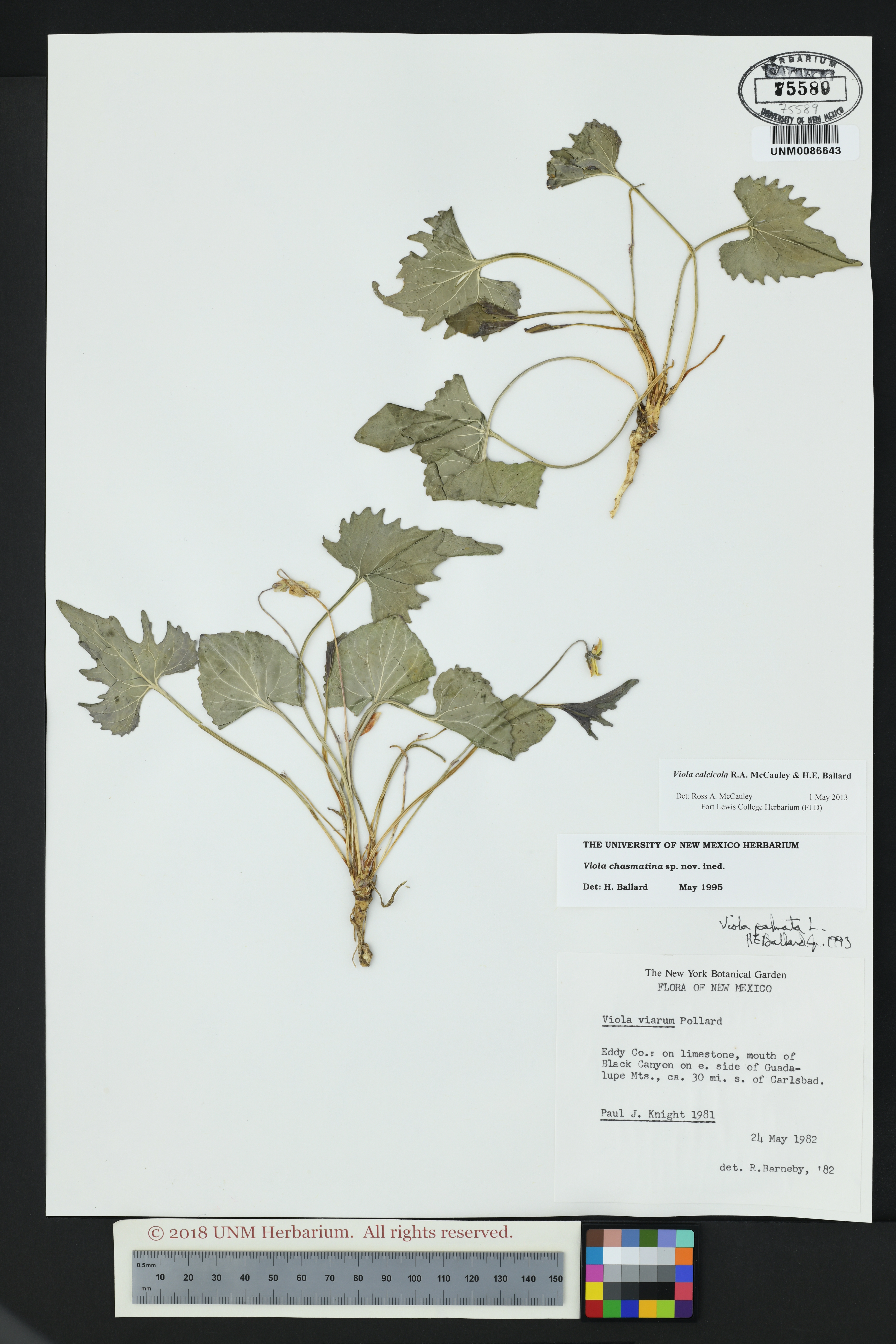 Viola calcicola image
