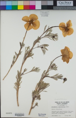 Hunnemannia fumariifolia image