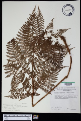 Dryopteris rubiginosa image