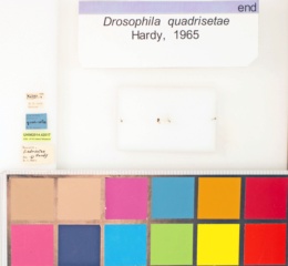 Drosophila quadrisetae image