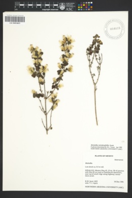 Image of Brickellia veronicifolia