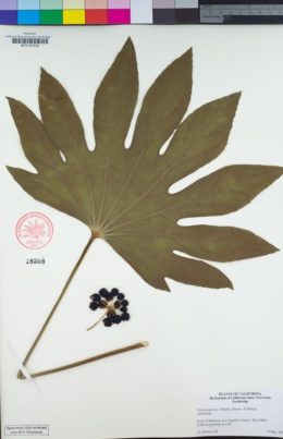 Fatsia japonica image