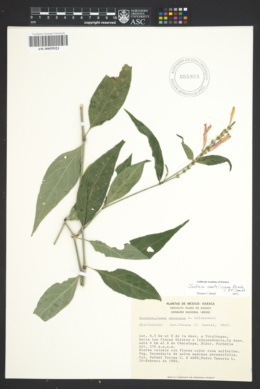 Image of Siphonoglossa mexicana