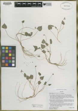 Viola lithion image
