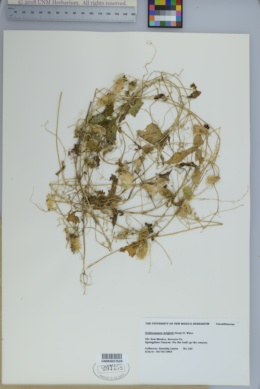 Echinopepon wrightii image