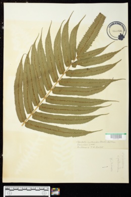 Cyclosorus cyatheoides image