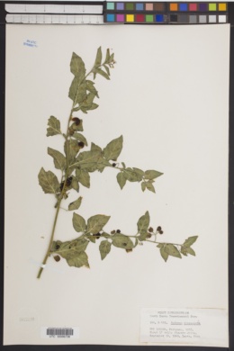 Solanum chacoense image