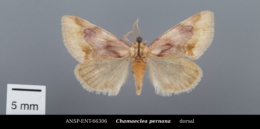 Chamaeclea pernana image
