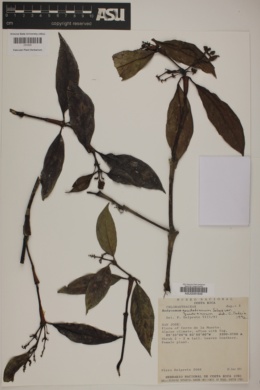 Hedyosmum goudotianum var. goudotianum image