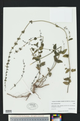 Image of Salvia alamosana