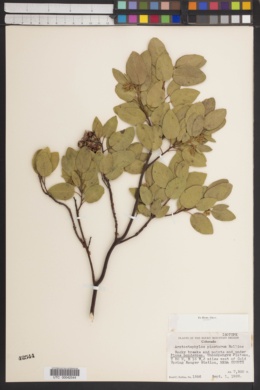 Arctostaphylos pinetorum image