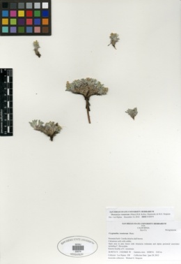Image of Oreocarya roosiorum