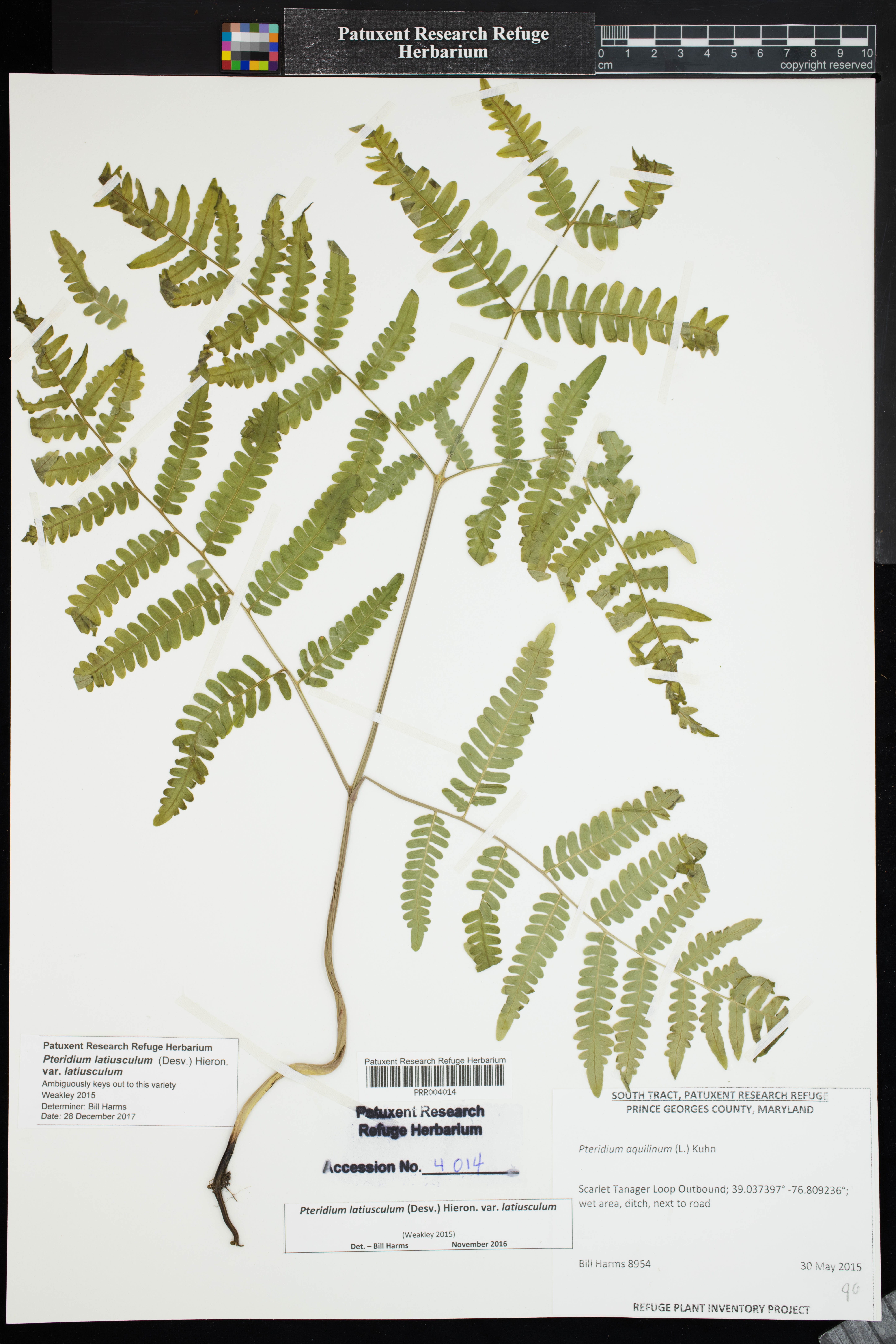 Pteridium latiusculum var. latiusculum image