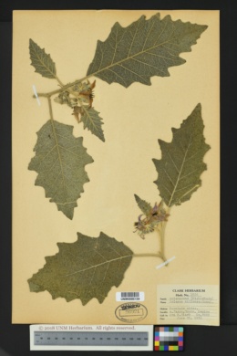 Image of Solanum mitlense