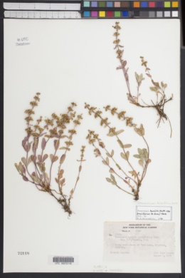 Penstemon humilis subsp. brevifolius image