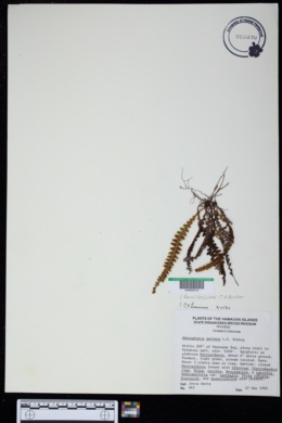 Adenophorus periens image