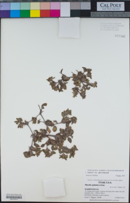 Image of Phacelia cephalotes