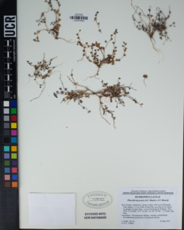 Phacelia inyoensis image