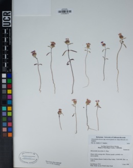 Monardella breweri subsp. microcephala image